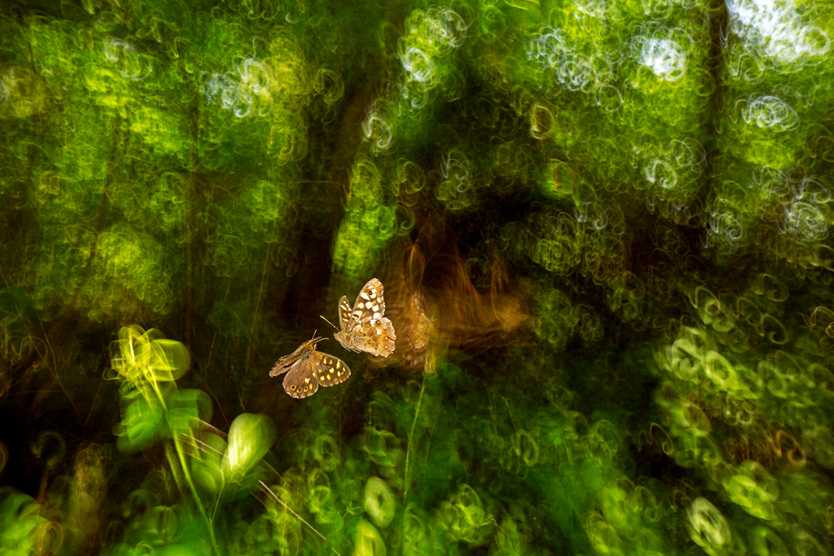 British Wildlife Photography Awards — 2025 Фото Конкурс Велика Британія