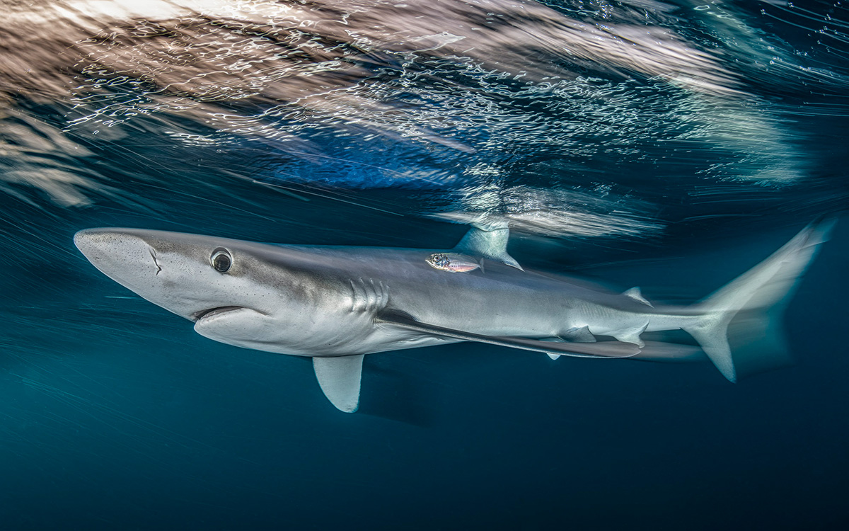 British Wildlife Photography Awards — 2025 Фото Конкурс Великобритания