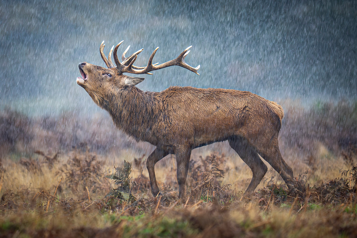 British Wildlife Photography Awards — 2025 Фото Конкурс Великобритания