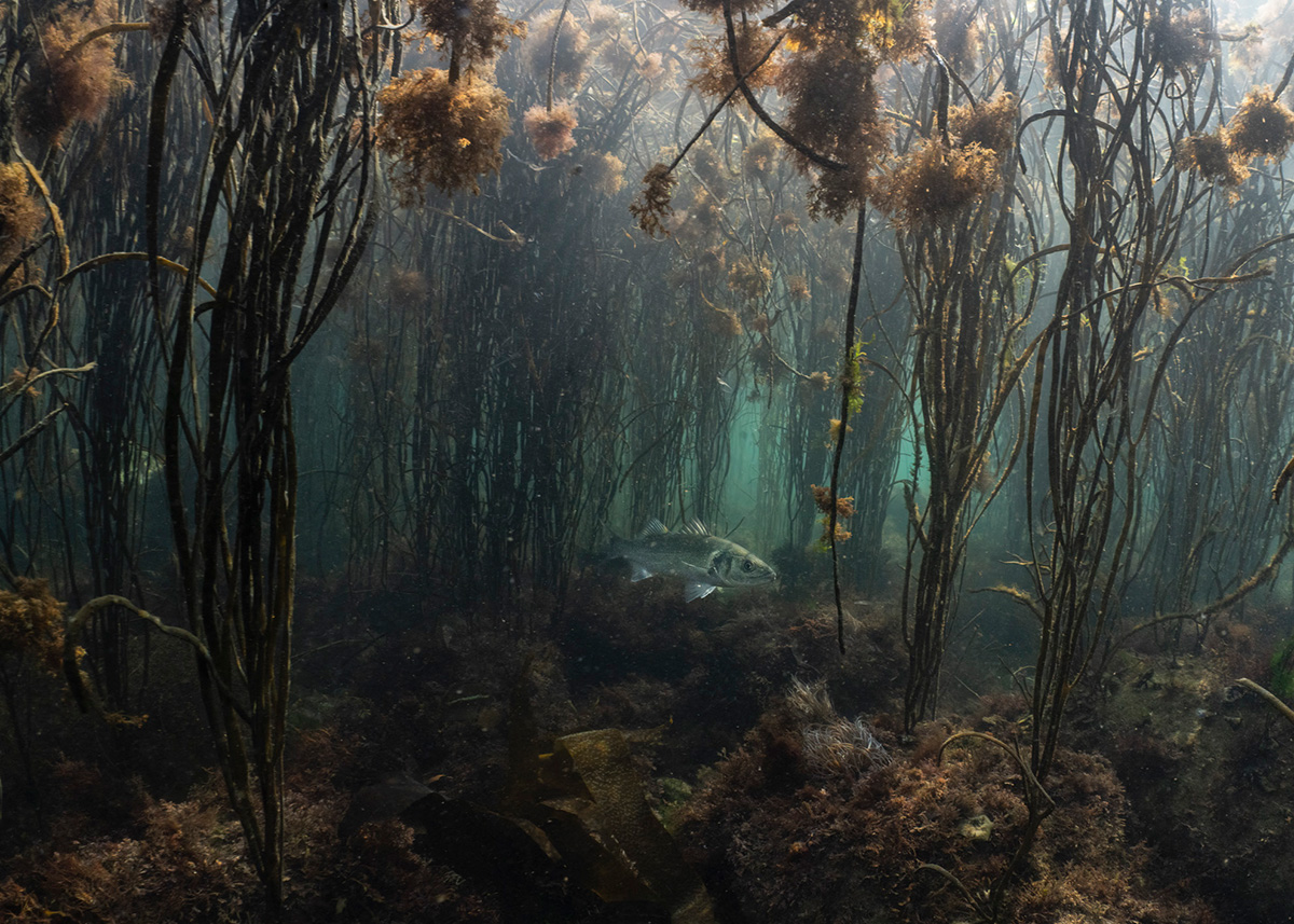 British Wildlife Photography Awards — 2025 Фото Конкурс Великобритания