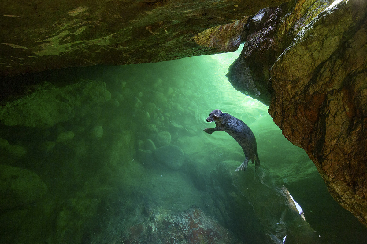 British Wildlife Photography Awards — 2025 Фото Конкурс Велика Британія