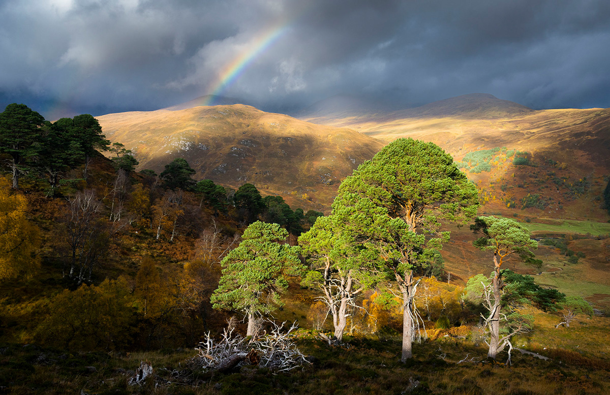 British Wildlife Photography Awards — 2025 Фото Конкурс Великобритания