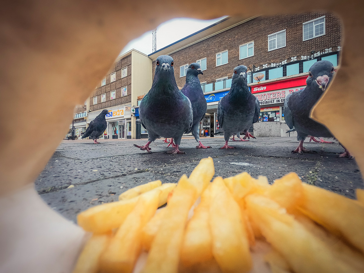 British Wildlife Photography Awards — 2025 Фото Конкурс Великобритания