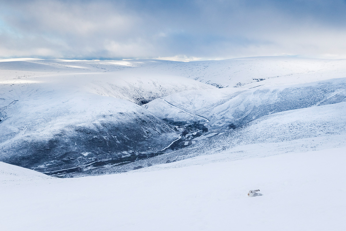 British Wildlife Photography Awards — 2025 Фото Конкурс Великобритания