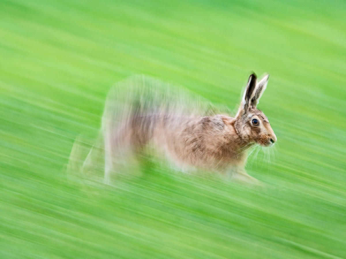 British Wildlife Photography Awards — 2025 Фото Конкурс Великобритания