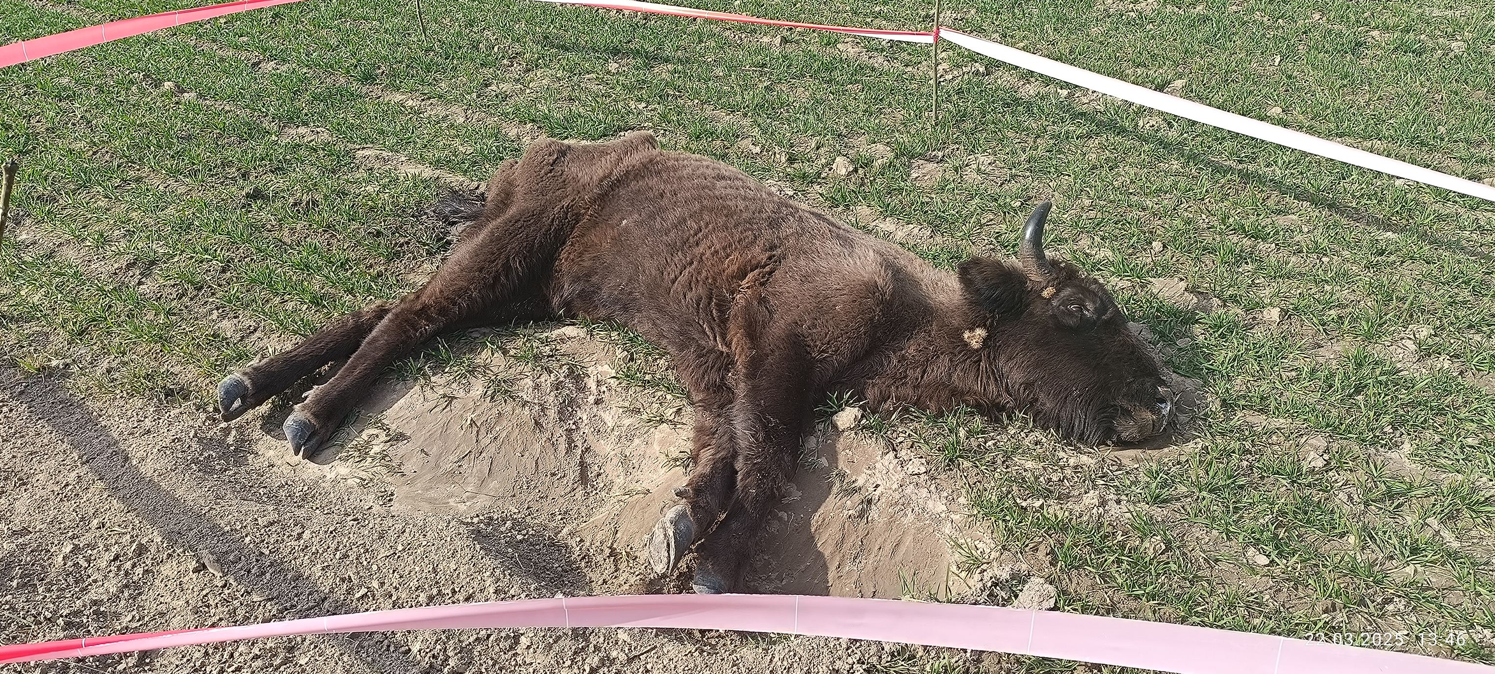 Зубриху, которую нашли истощенной на Львовщине, спасти не удалось Фото: зубриха, найденная в поле на Львовщине больной и истощенной / facebook / Андрей Сенюк