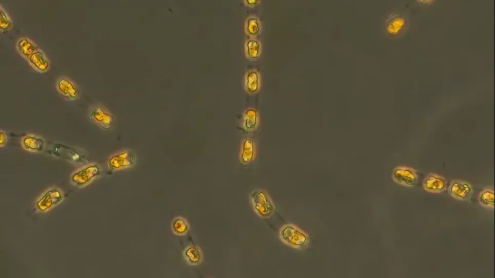 "Растут, делятся и фотосинтезируют": 7 000-летние водоросли ожили Несколько водорослей вида Skeletonema marinoi были возрождены исследователями. Фото: S. Bolius/Iow/dpa