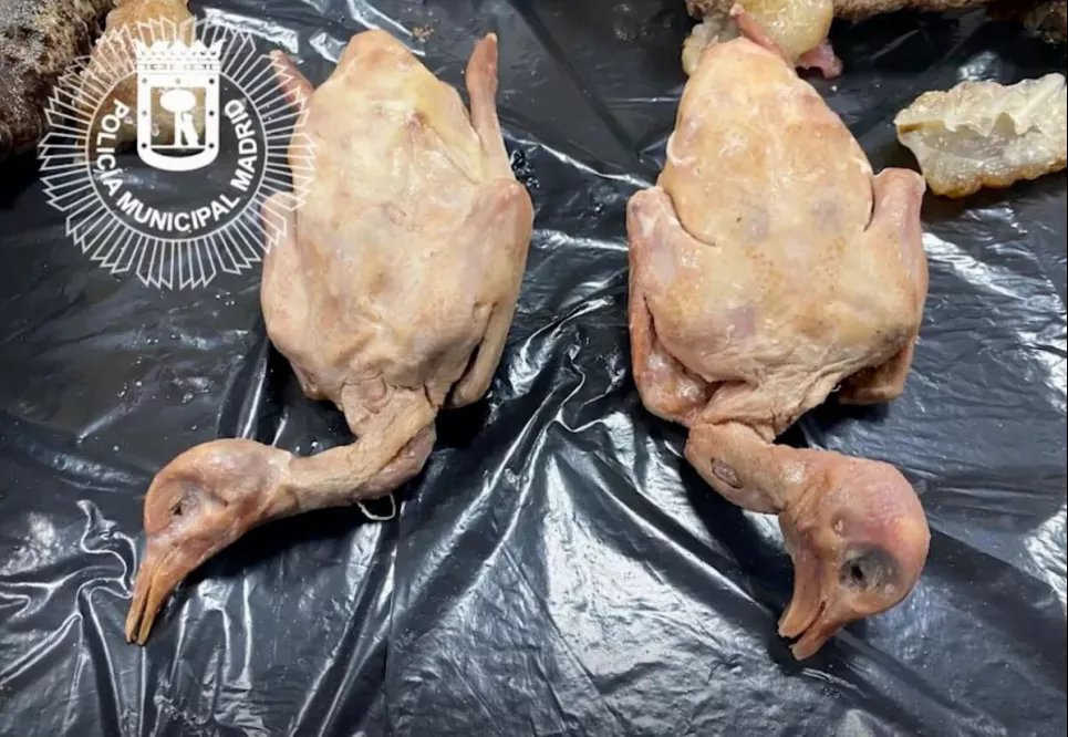 В Мадриде полиция обнаружила в ресторане мясо городских голубей, которое выдавалось за утку по-пекински Фото: BILD