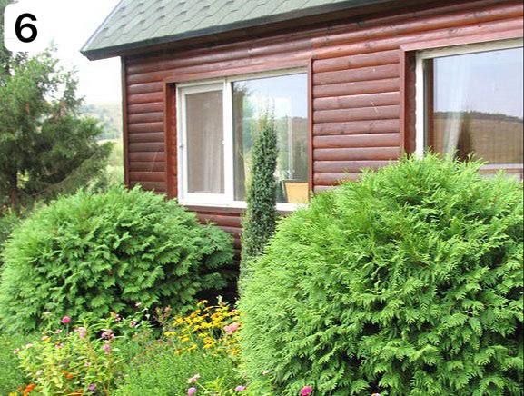 Низькорослі дерева для саду 10 популярних сортів Ландшафтний дизайн Фото