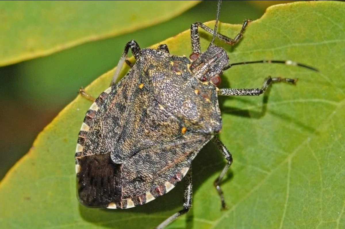 Мармуровий клоп (Halyomorpha halys) Мармуровий клоп (Halyomorpha halys)