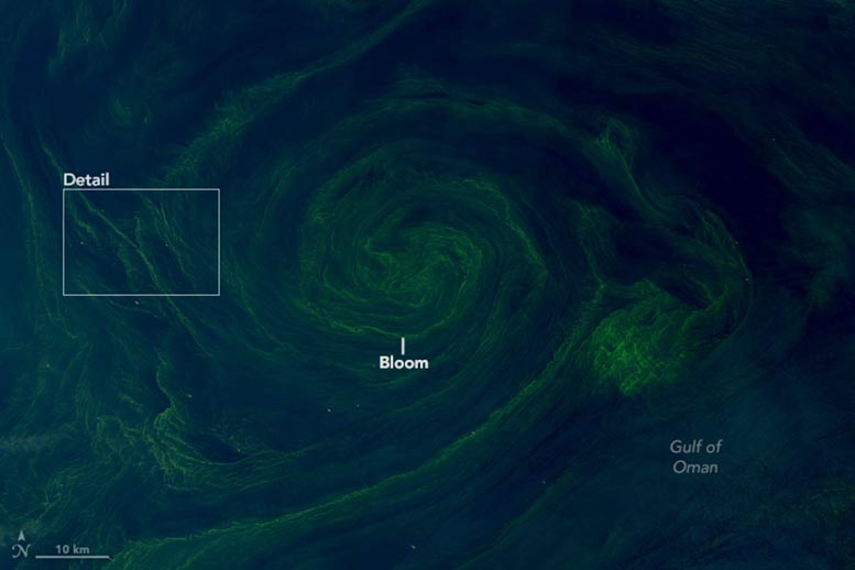 Цвітіння Noctiluca scintillans Цвітіння Noctiluca scintillans