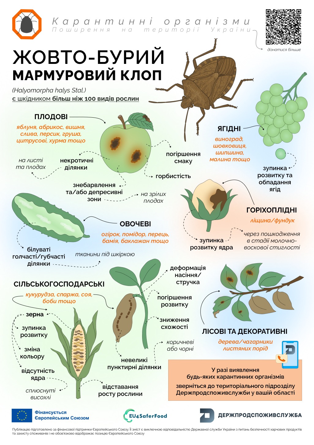 Жовто-бурий мармуровий клоп: нова загроза для врожаю в Україні