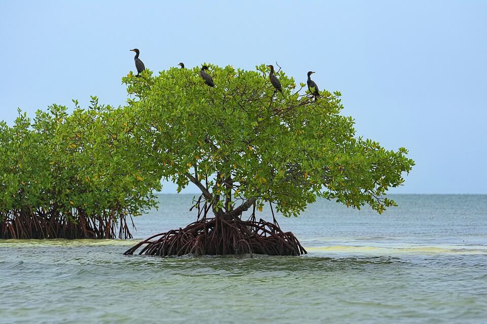 https://greenpost.ua/upload/media/2025/07/26/mangroves.jpg