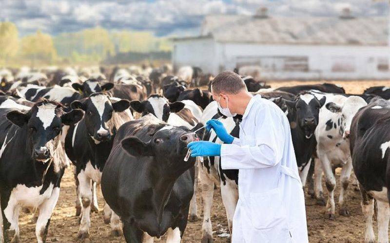 День ветеринара в Україні: вшанування героїв,
