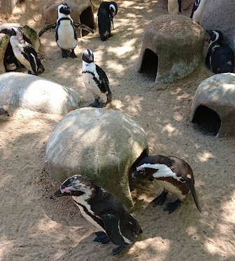 penguin