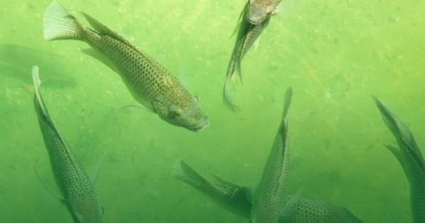 В Одесской области вводят осенне-зимний запрет на вылов рыбы в зимовках