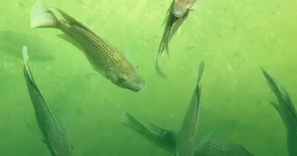 В Одесской области вводят осенне-зимний запрет на вылов рыбы в зимовках В Одесской области вводят осенне-зимний запрет на вылов рыбы в зимовках