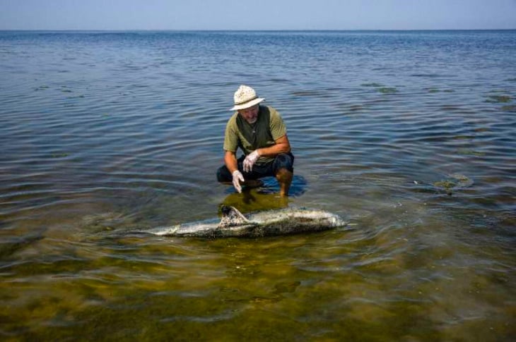 Війна знищила до 50 тисяч дельфінів у Чорному морі