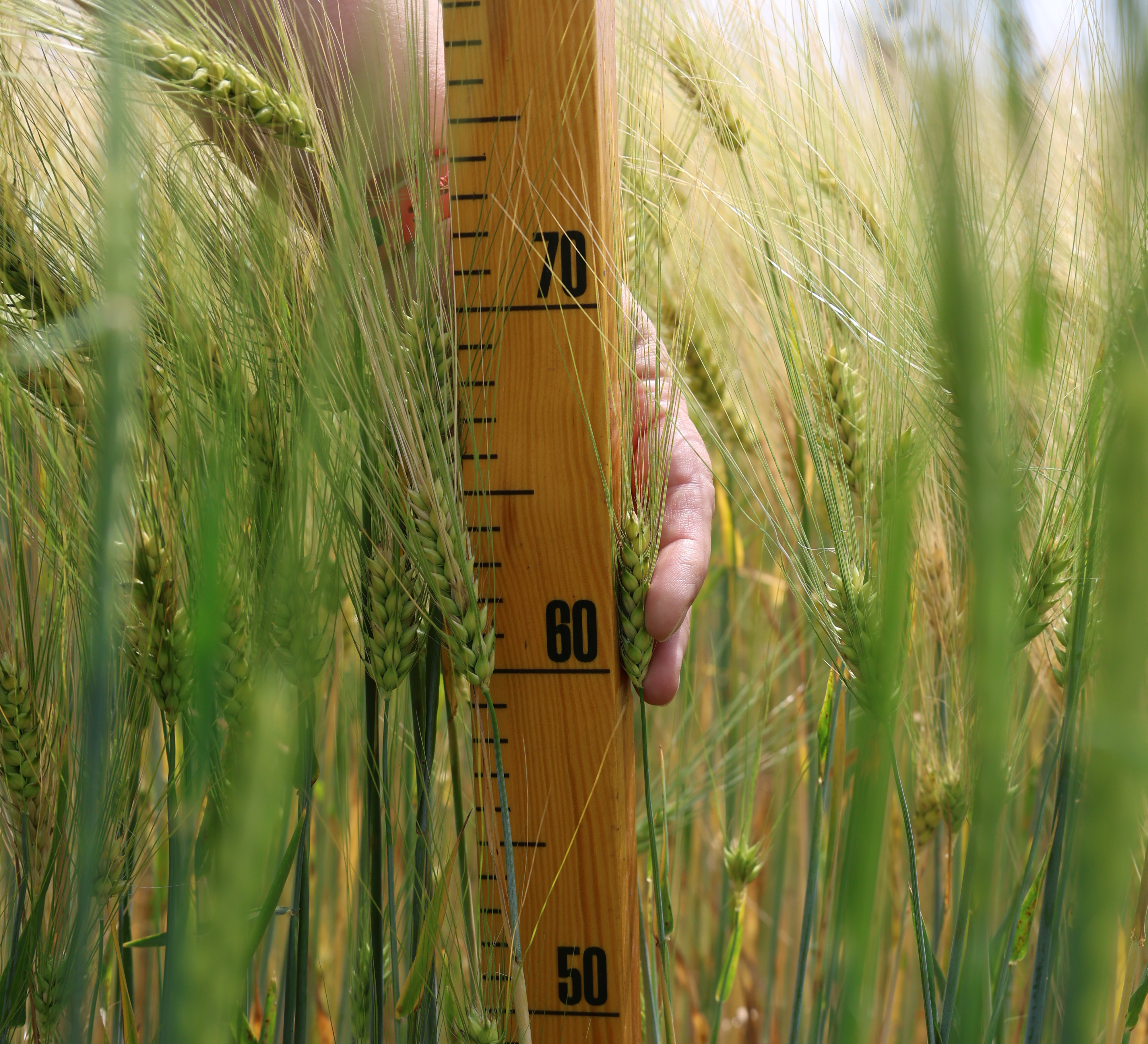 агрометеорологічні заміри