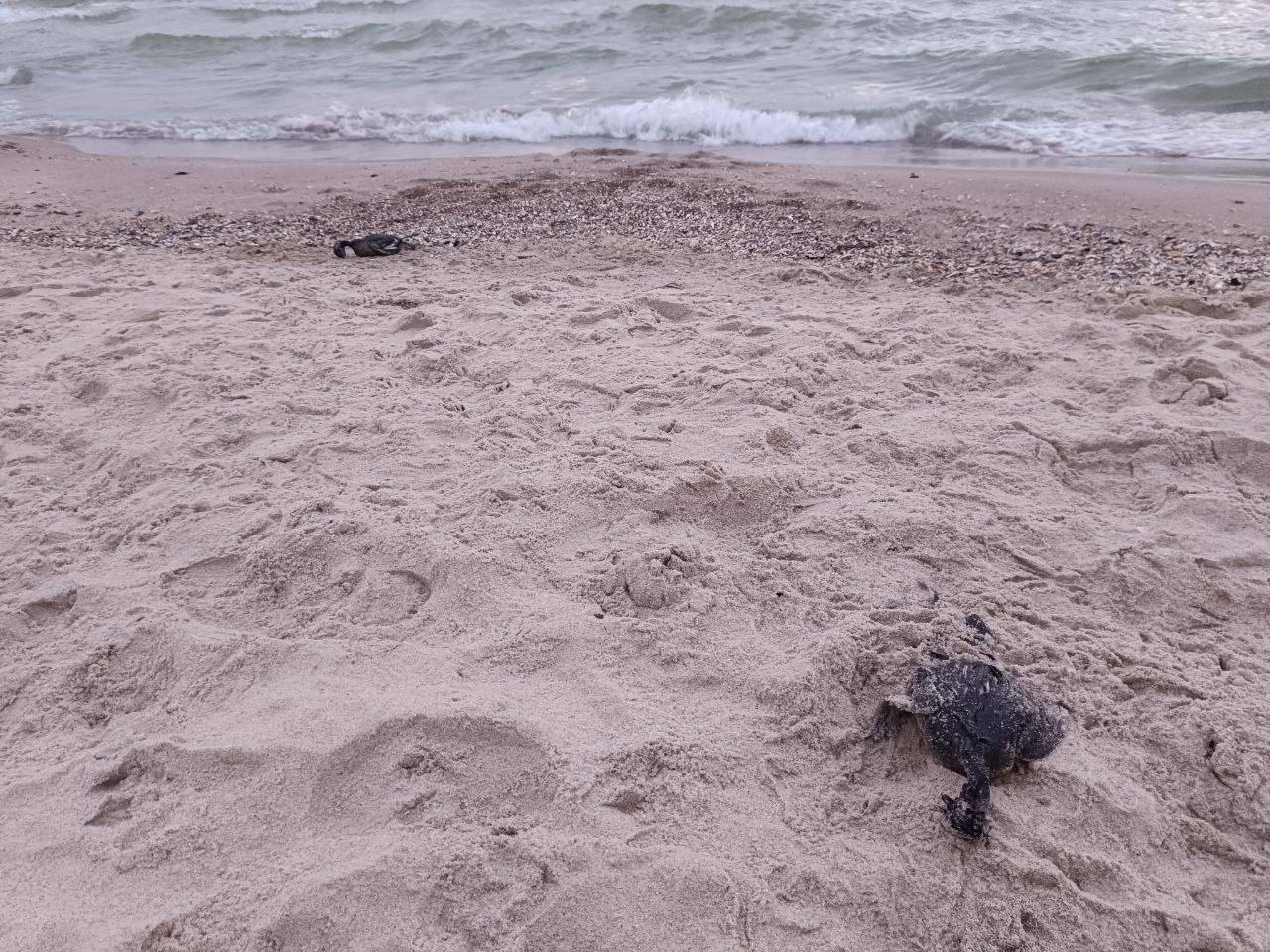 Атака на порт Південний призвела до виливу олії