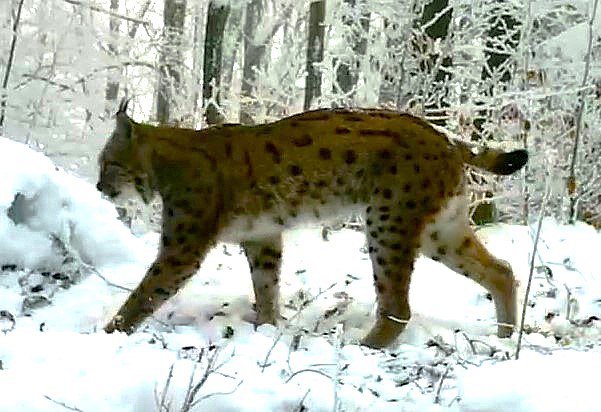 самець рисі