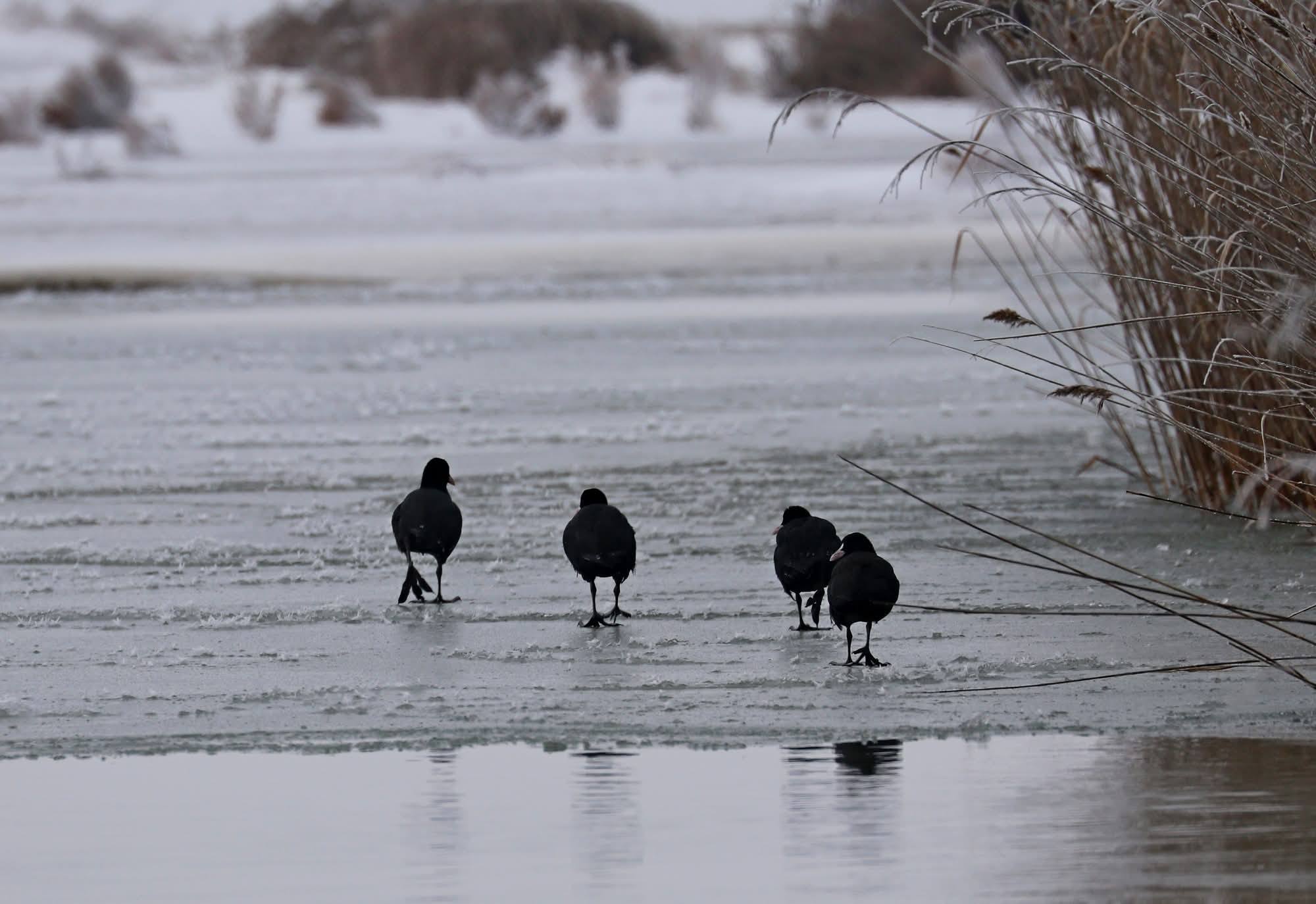 Зимові обліки птахів на лиманах Одещини: понад 20 тисяч особин попри морози