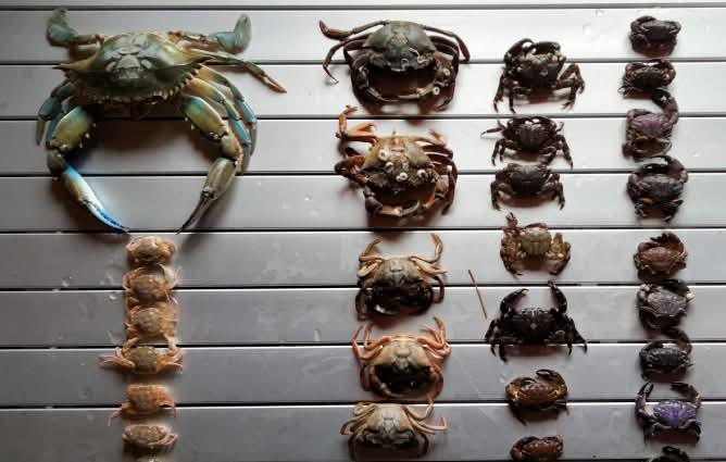 Краби Тузлівських лиманів