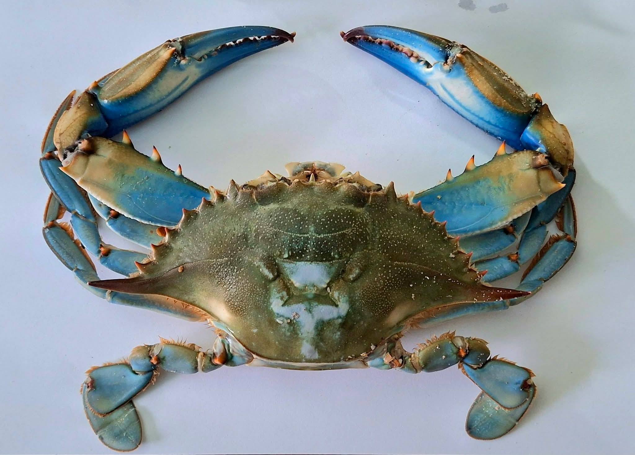 Блакитний краб