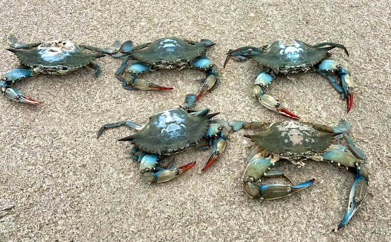 Блакитний краб