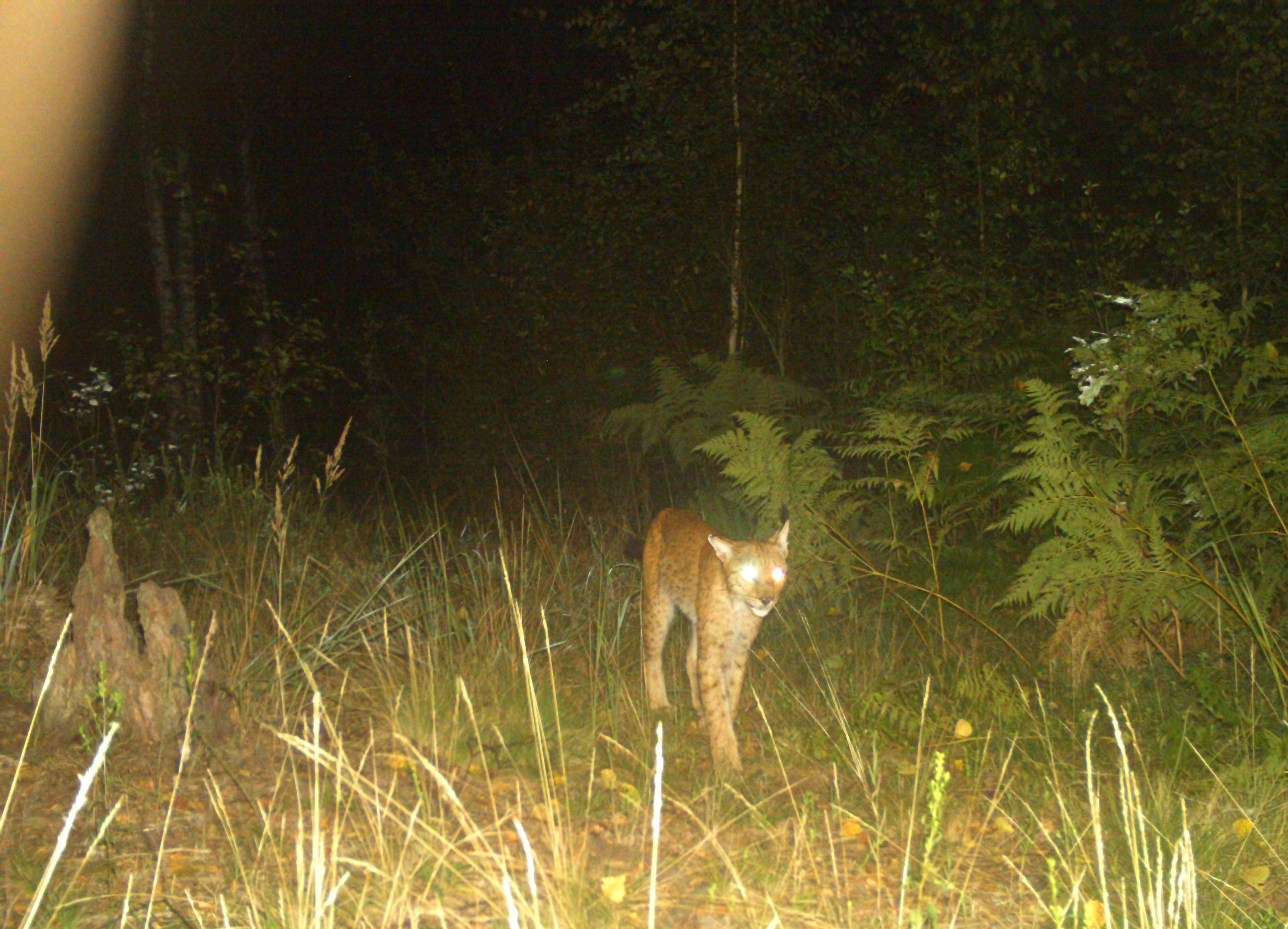 Рись євразійська на території Рівненського природного заповідника (@ WWF-Ukraine / Nature Reserve Rivnenskyi)&nbsp;
