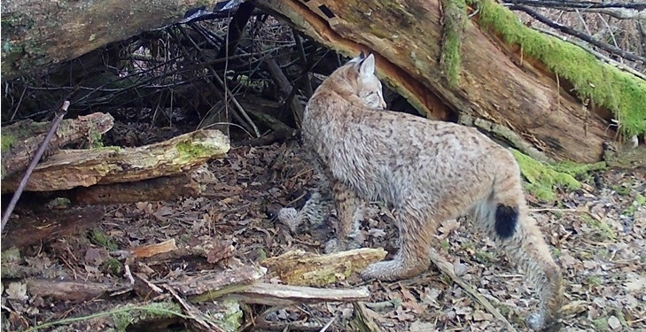 Рись євразійська на території Рівненського природного заповідника