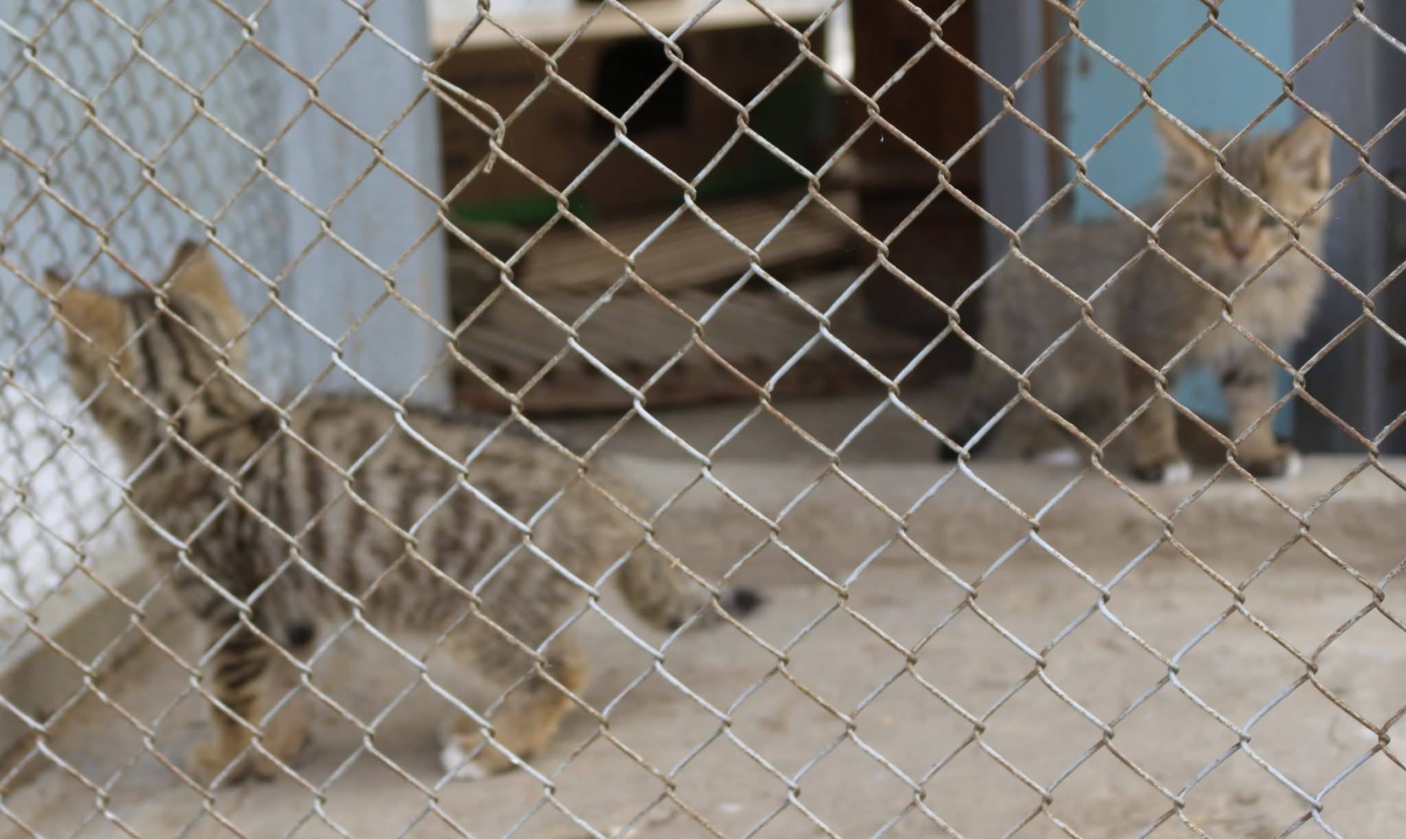 Реабілітація та випуск лісових котів 2026: як ізмаїльські натуралісти врятували рідкісних хижаків