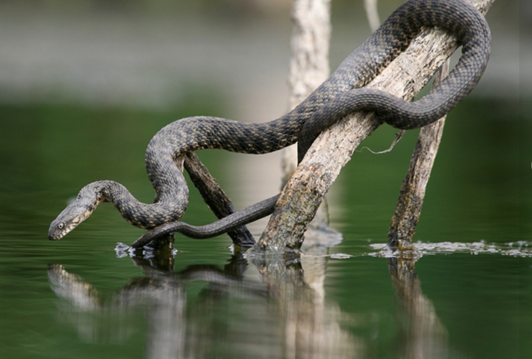 Як розрізнити звичайного та водяного вужа