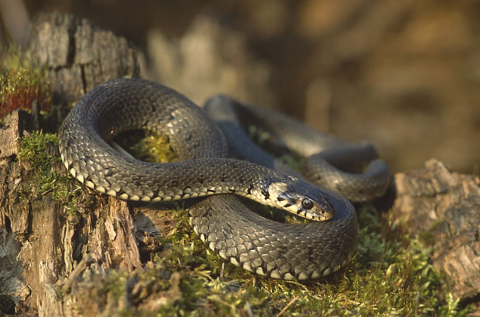 Як розрізнити звичайного та водяного вужа