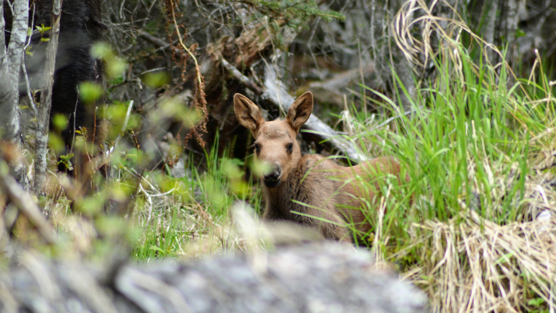 Сезон тишины в Украине: правила поведения в лесах с 1 апреля по 15 июня. Фото: Sonder_Unsplash