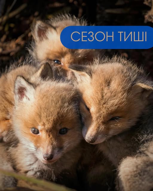 З 1 квітня в Україні починається «сезон тиші», який триватиме до 15 червня