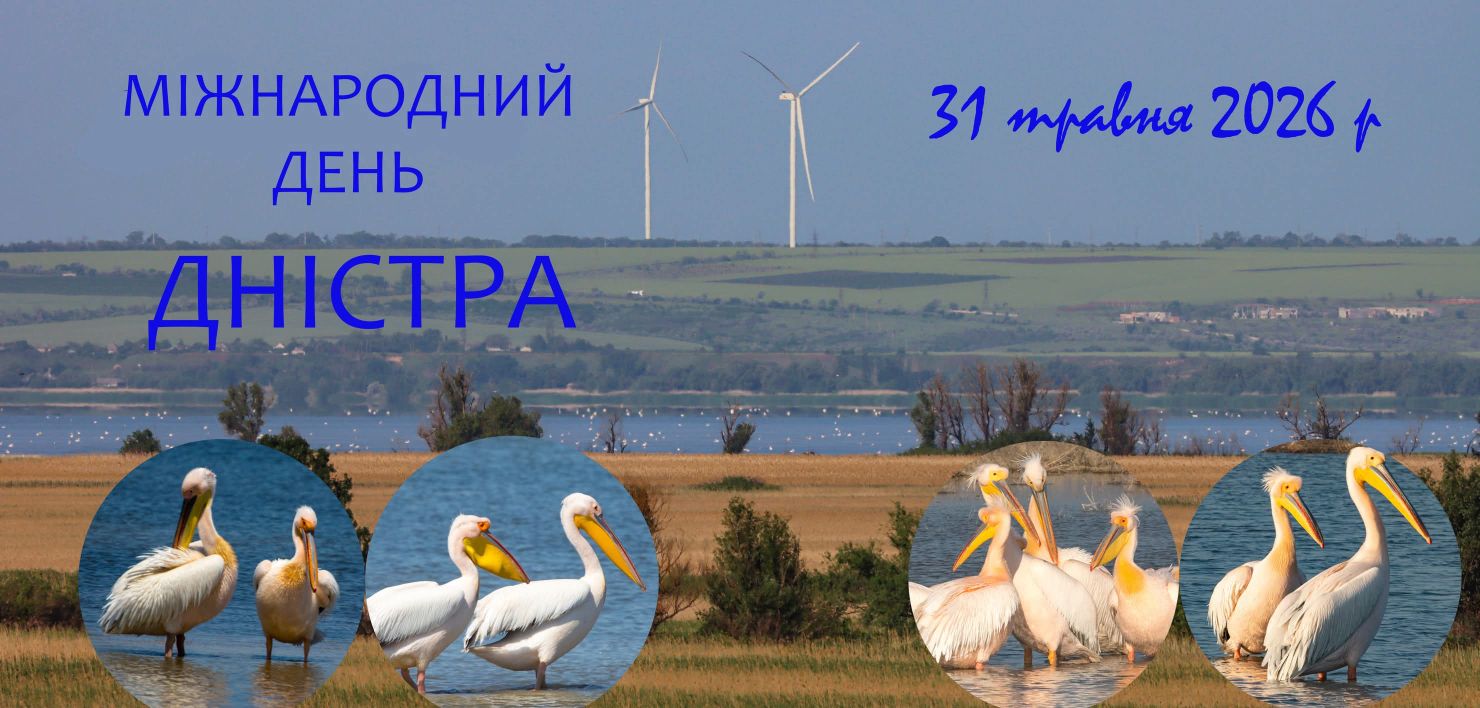Травневий бенкет пеліканів у Міжнародний день Дністра: унікальне видовище на Одещині
