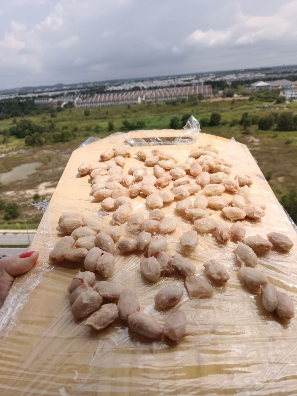 Какао-боби