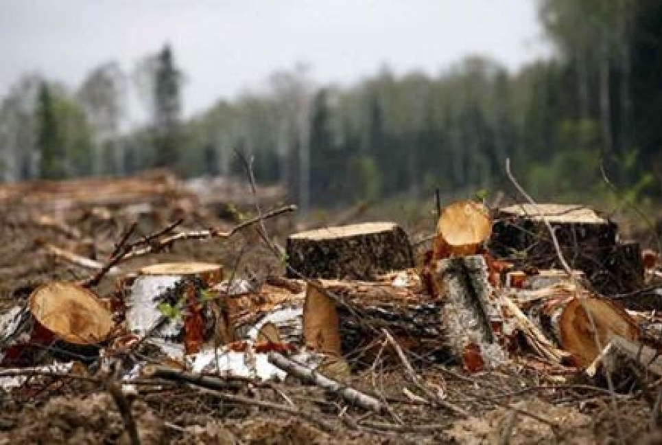В Україні запустили онлайн-карту рубок лісу, але тільки для трьох областей