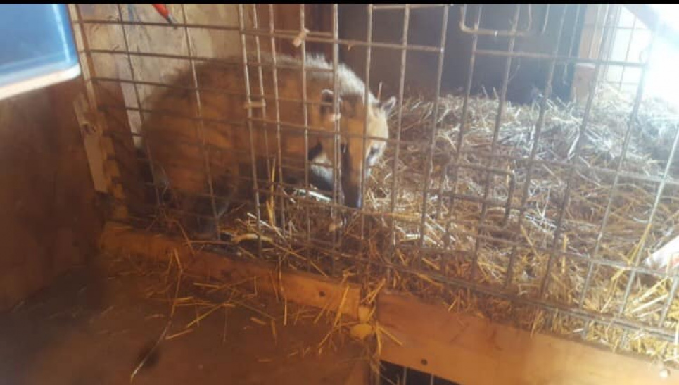 Львівські зоозахисники збирають кошти, щоб викупити тварин з цирку