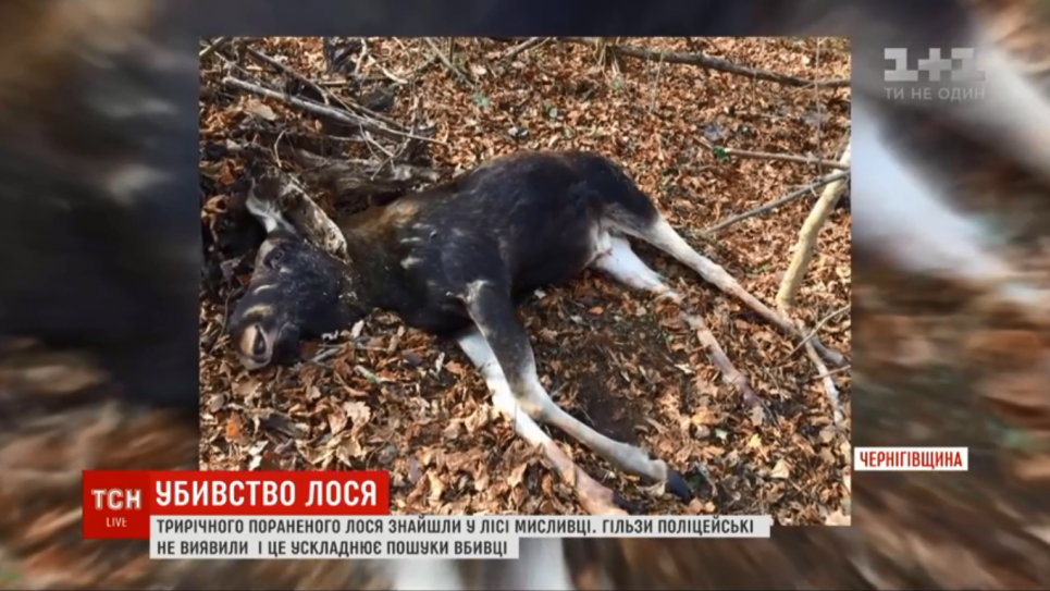 На Чернігівщині мисливці вбили червонокнижного лося