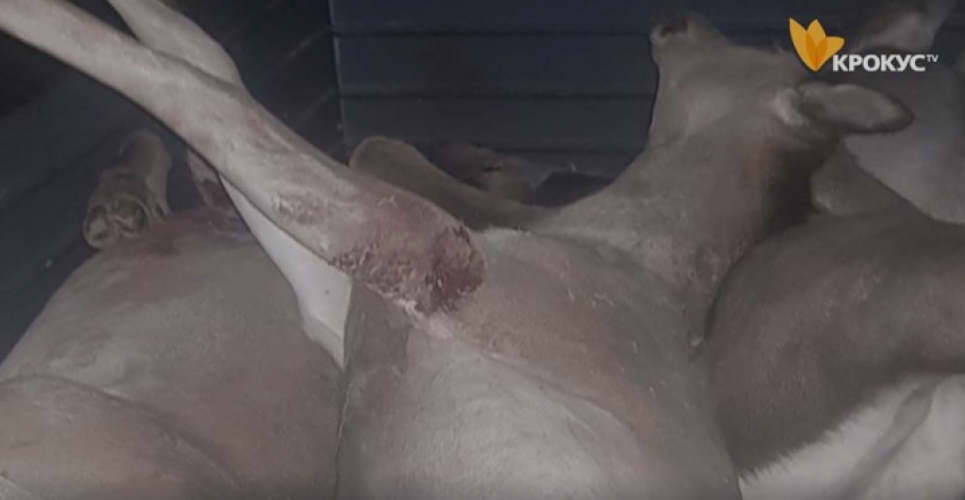 На Білоцерківщині СБУ-шник з дружками вбили трьох самок плямистого оленя