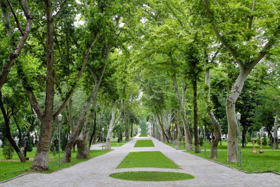 До кінця листопада в Ташкенті будуть посаджені 55 тисяч дерев