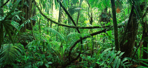Сегодня 22 июня Международный день тропических лесов