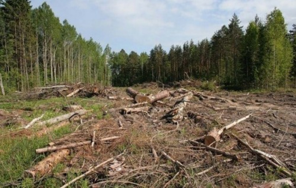 Парадокс: незаконні рубки є, а їх визначення у законі – немає