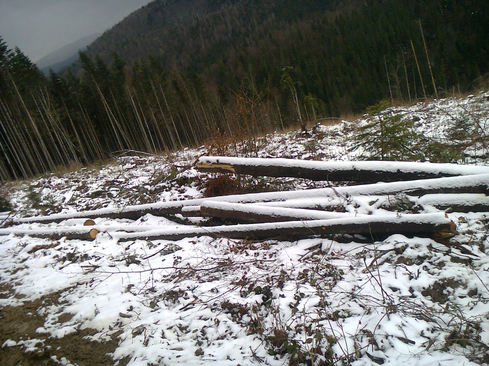 Врятувати верхові ліси Карпат: як працюватиме «антипорубочний» закон