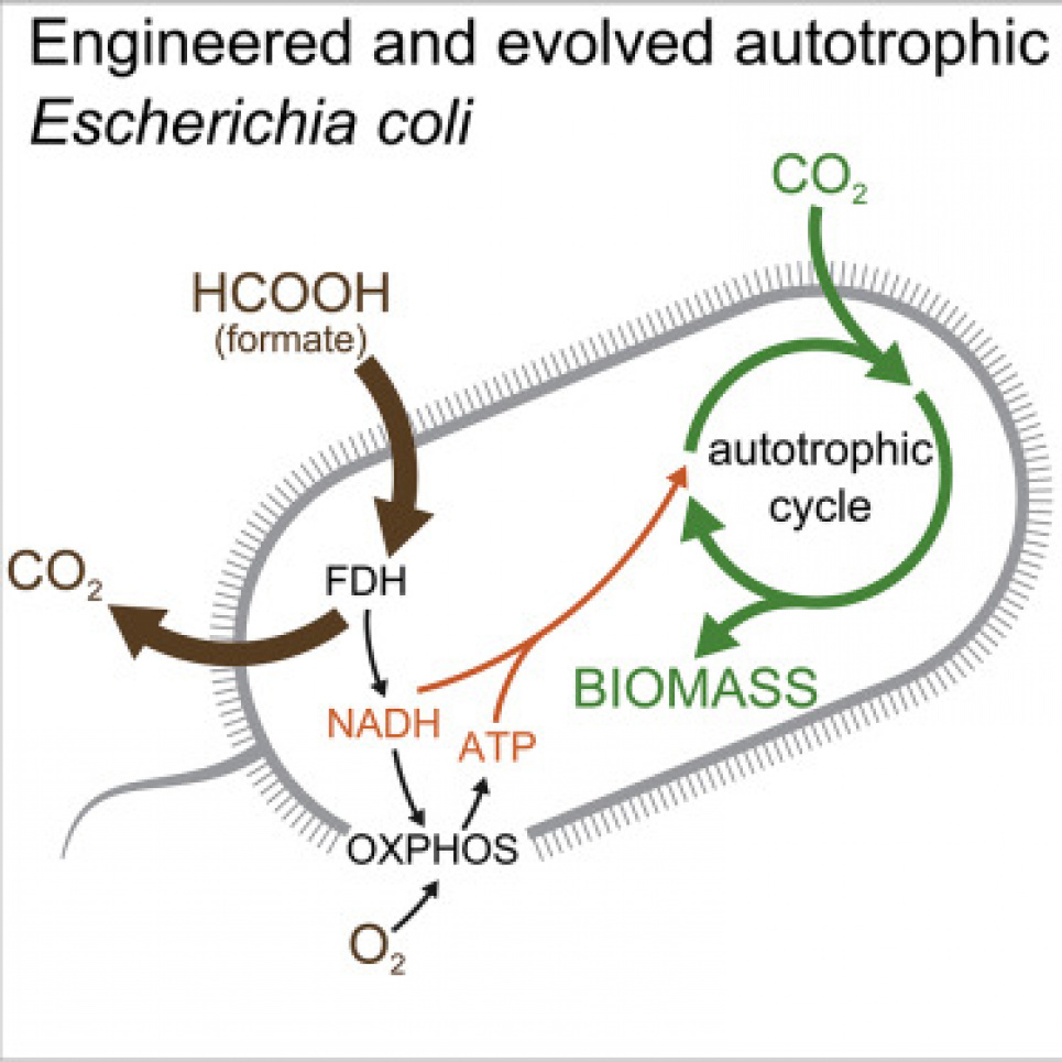 Вчені створили бактерії, які споживають СО2