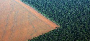 Амазонські ліси. Фото з відкритих джерел
