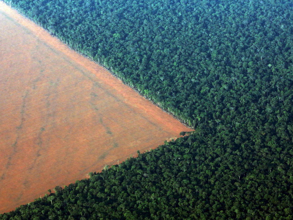 Амазонські ліси. Фото з відкритих джерел