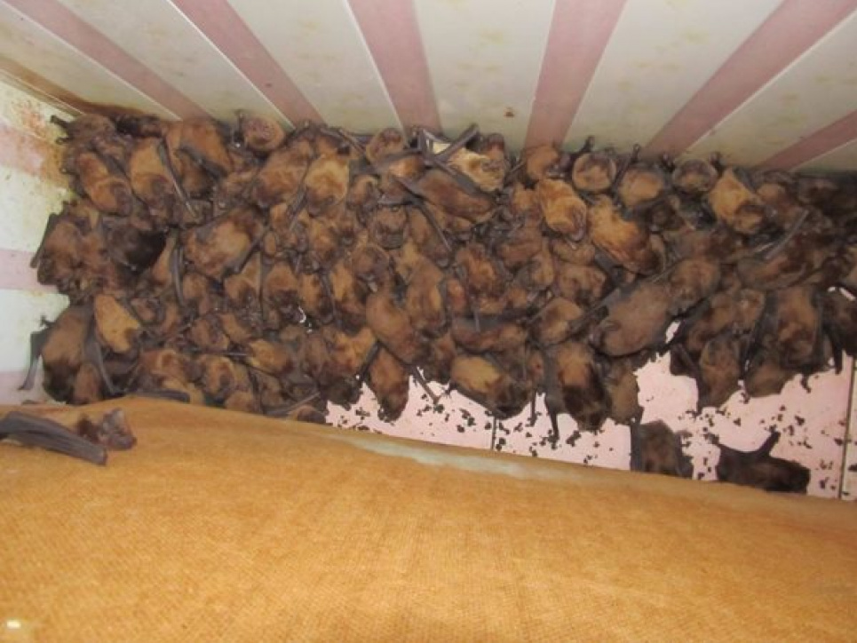 У Львові на балконі виявили 1700 кусючих кажанів